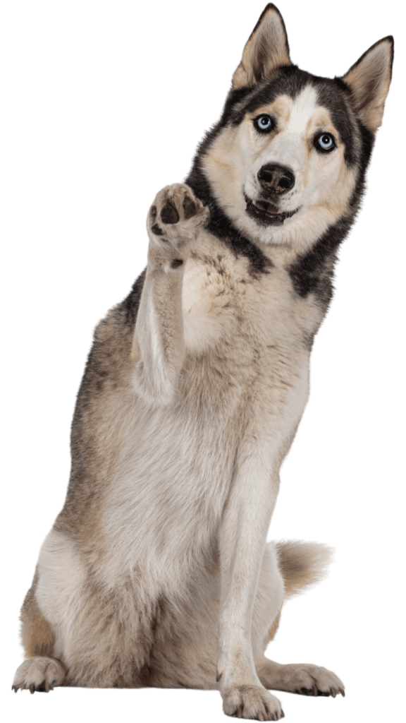 Un husky saludando con una de sus patas